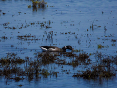 Branta bernicla