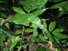 Leptochilus wrightii