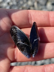 Mytilus trossulus