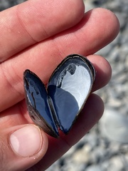 Mytilus trossulus