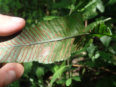 Leptochilus wrightii