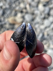 Mytilus trossulus
