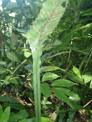 Leptochilus wrightii