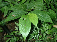 Elatostema platyphyllum