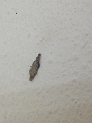 Phereoeca
