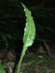Leptochilus wrightii