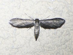 Protoproutia laredoata