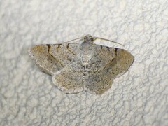 Frederickia flaviterminata