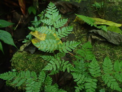 Alsophila spinulosa