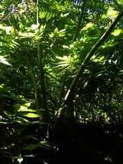 Angiopteris lygodiifolia