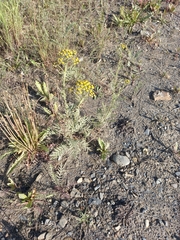 Tanacetum vulgare boreale