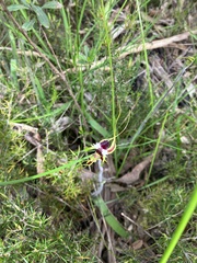 Caladenia tentaculata