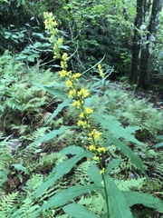 Solidago curtisii