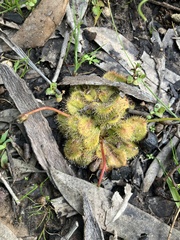 Drosera whittakeri
