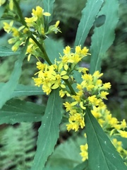 Solidago curtisii
