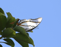 Polyura nepenthes