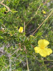 Hibbertia hypericoides hypericoides