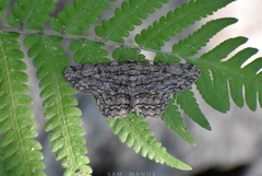 Hypomecis transcissa