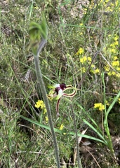 Caladenia tentaculata
