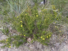Hibbertia hypericoides hypericoides
