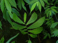 Elatostema platyphyllum