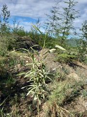 Salix schwerinii