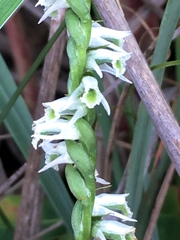 Spiranthes lacera lacera