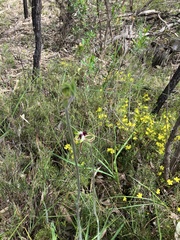 Caladenia tentaculata