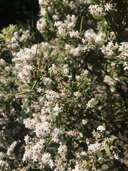Leucopogon parviflorus
