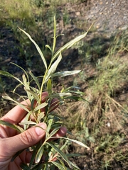Salix schwerinii