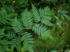 Alsophila spinulosa