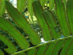 Angiopteris lygodiifolia