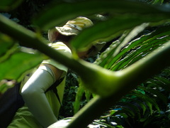 Angiopteris lygodiifolia
