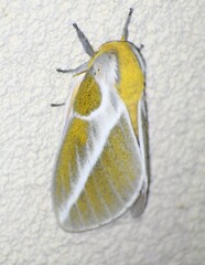 Syssphinx albolineata