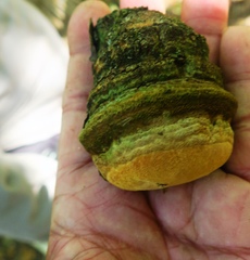 Pyrofomes juniperinus