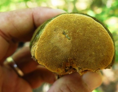 Pyrofomes juniperinus