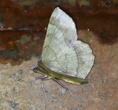 Erastria decrepitaria