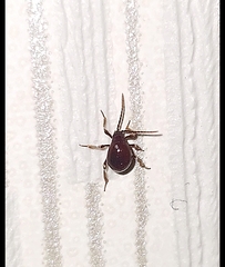 Gibbium aequinoctiale