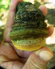 Pyrofomes juniperinus