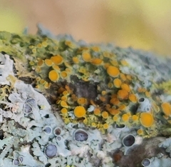 Xanthomendoza hasseana