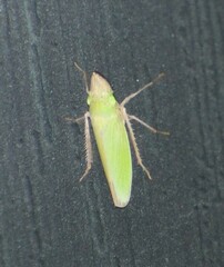 Draeculacephala floridana