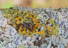 Xanthomendoza hasseana