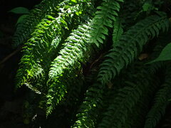 Hymenasplenium