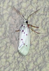 Enaemia basistriga