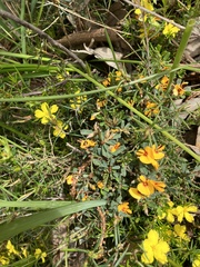Pultenaea largiflorens