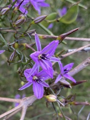 Thysanotus