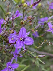 Thysanotus