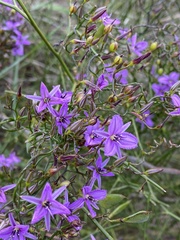 Thysanotus