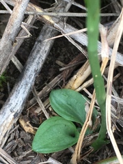 Spiranthes lacera lacera