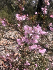 Boronia floribunda